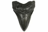 Fossil Megalodon Tooth - South Carolina #130711-1